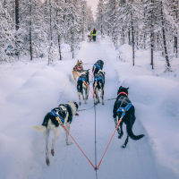 Hundspann i Lappland